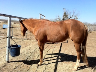 Janie Stockton's Horse, "Crafty" ... before treatment with Horsepower Herbs; bleeder, colic, ulcers