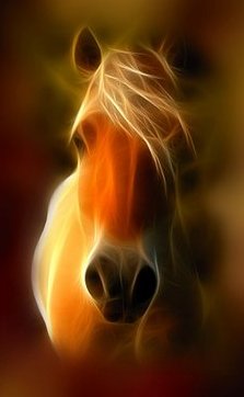 in heat behavior mares in heat behavior in heat behavior mares in heat behavior