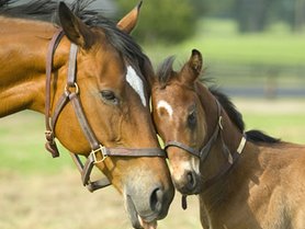 Mare & Offspring